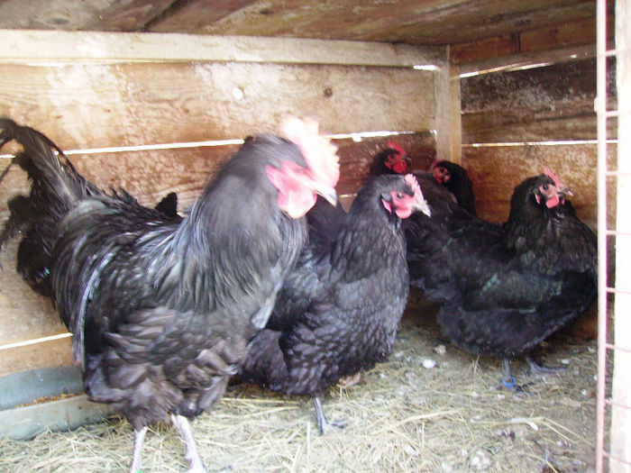 IMG_0031 - AUSTRALORP