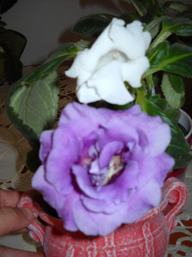 Printesele !! - 1GLOXINIA- 2013