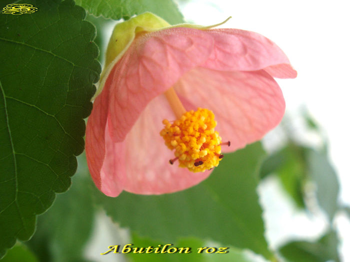 Abutilon roz 1(4-02-2014) - Abutiloni 2014