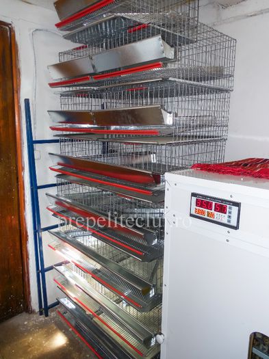 Incubator profesional oua prepelita cluj prepelite_011 - INCUBATOR automat pentru oua de prepelita