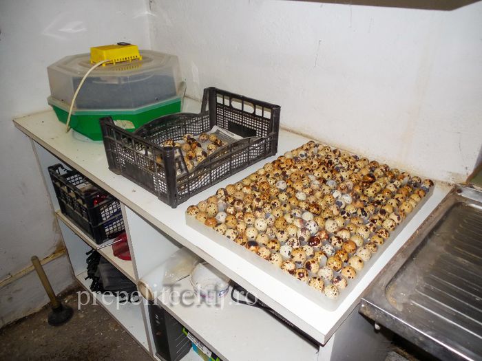 Incubator profesional oua prepelita cluj prepelite_016 - INCUBATOR automat pentru oua de prepelita