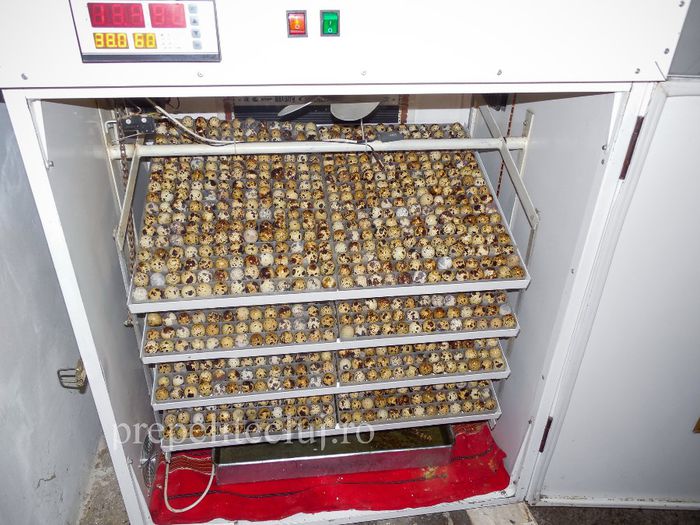 Incubator profesional oua prepelita cluj prepelite_019 - INCUBATOR automat pentru oua de prepelita