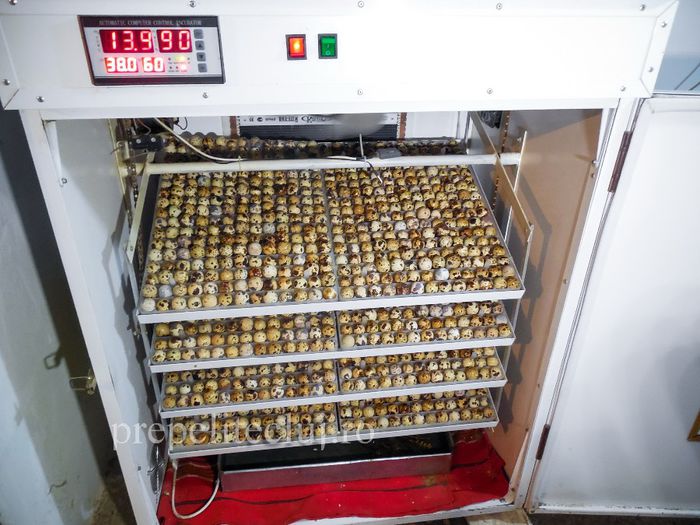 Incubator profesional oua prepelita cluj prepelite_020 - INCUBATOR automat pentru oua de prepelita