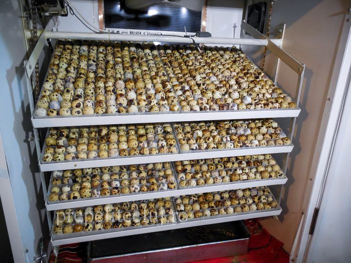 Incubator profesional oua prepelita cluj prepelite_021 - INCUBATOR automat pentru oua de prepelita