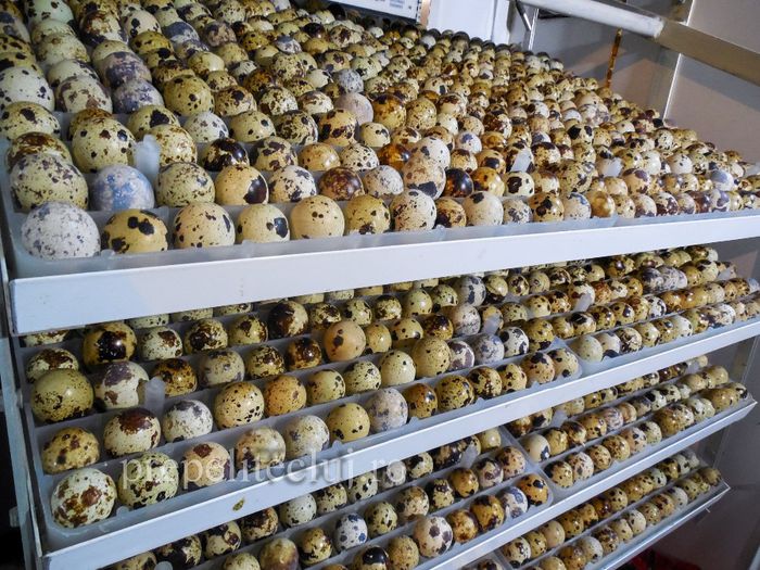 Incubator profesional oua prepelita cluj prepelite_023