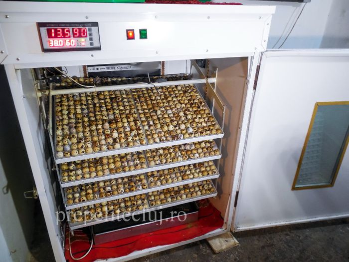 Incubator profesional oua prepelita cluj prepelite_026 - INCUBATOR automat pentru oua de prepelita