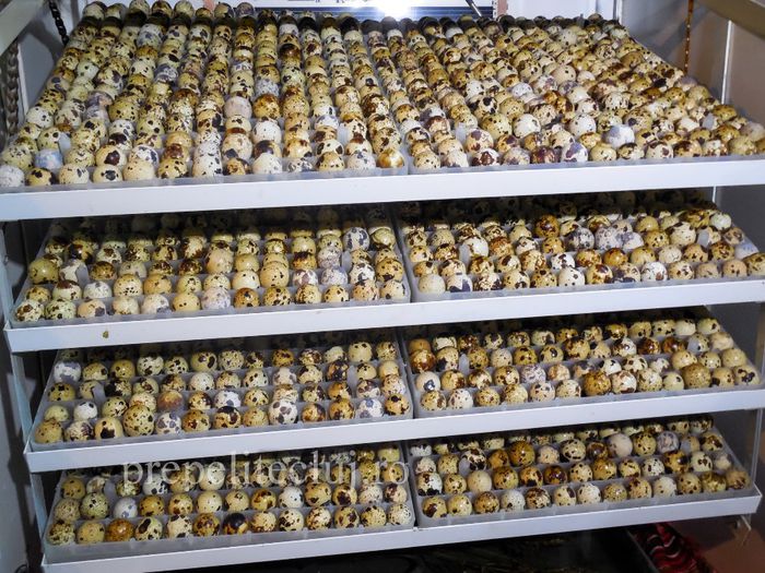 Incubator profesional oua prepelita cluj prepelite_027; incubator oua prepelita oua prepelite cluj oua prepelita consum oua prepelita incubat pui prepelita prepelite ouatoare carne prepelita vand prepelite crescatorie prepelite Cluj Napoca
