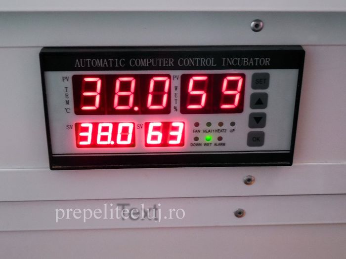 Incubator profesional oua prepelita cluj prepelite_032
