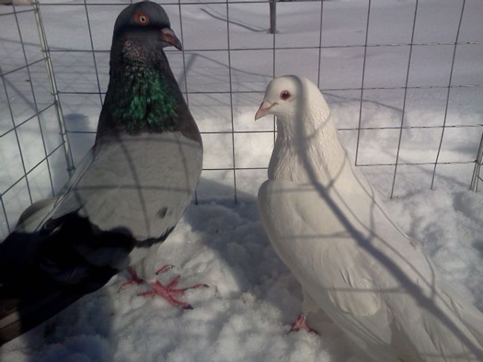 per. romani de vanzare