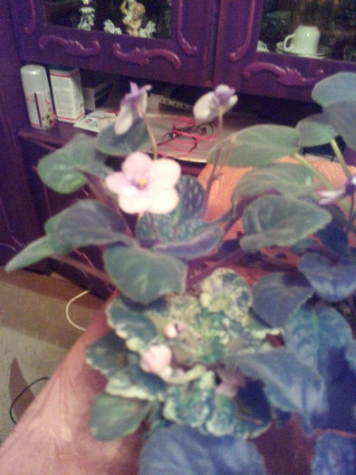 IMG_20140204_180040 - Diverse 1