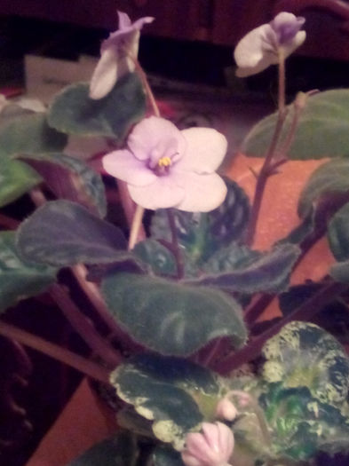 IMG_20140204_180052 - Diverse 1