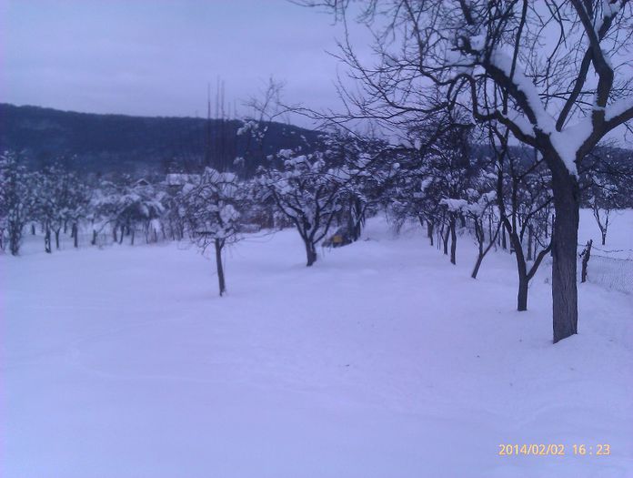 IMAG1983 - Iernare stupi anul 2014