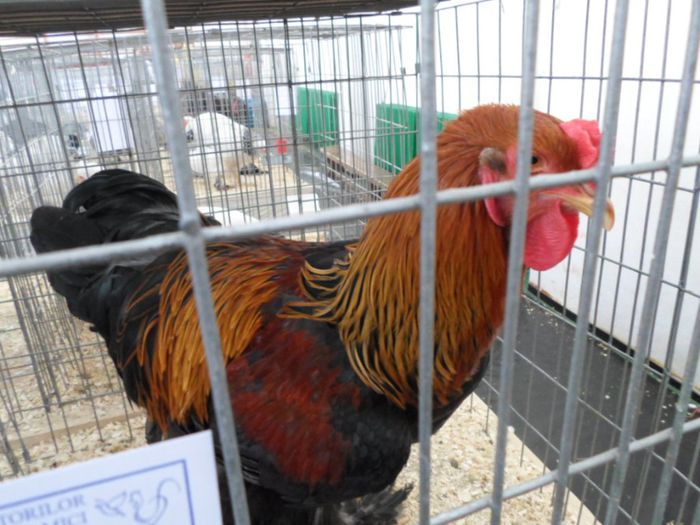 concurs 31-01-2014 Baia Mare