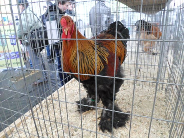  - EXPO 31 Ian-02 FEB 2014 Baia Mare