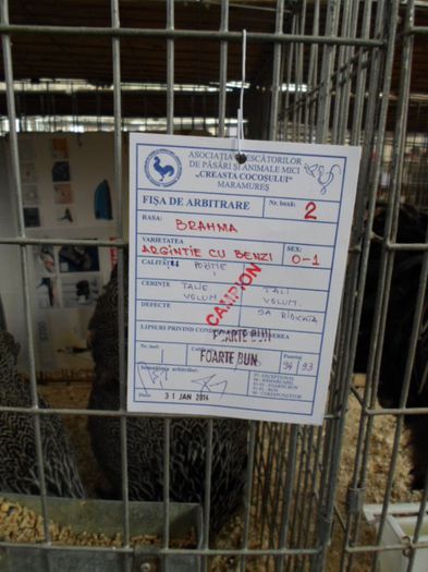  - brahma herminat inchis