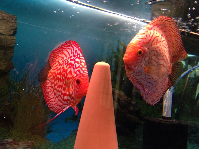 image - Discus fish