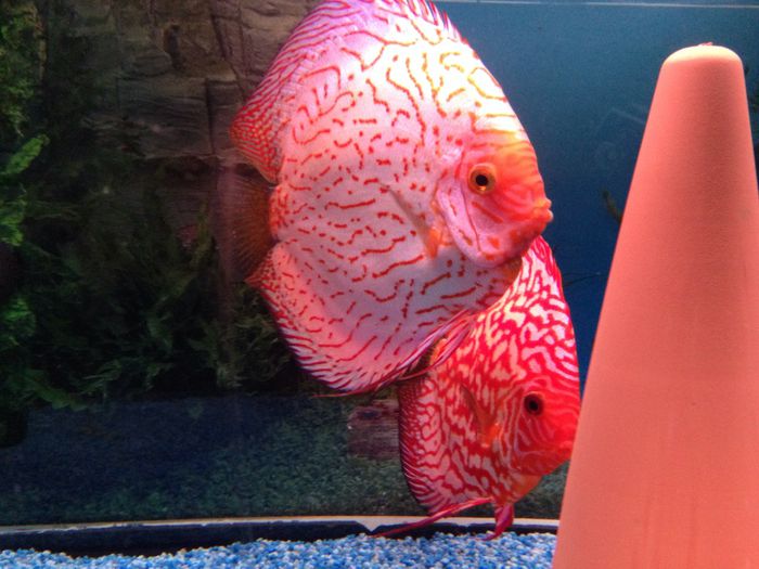 image - Discus fish