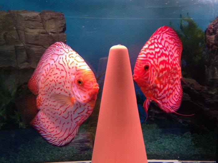 image - Discus fish