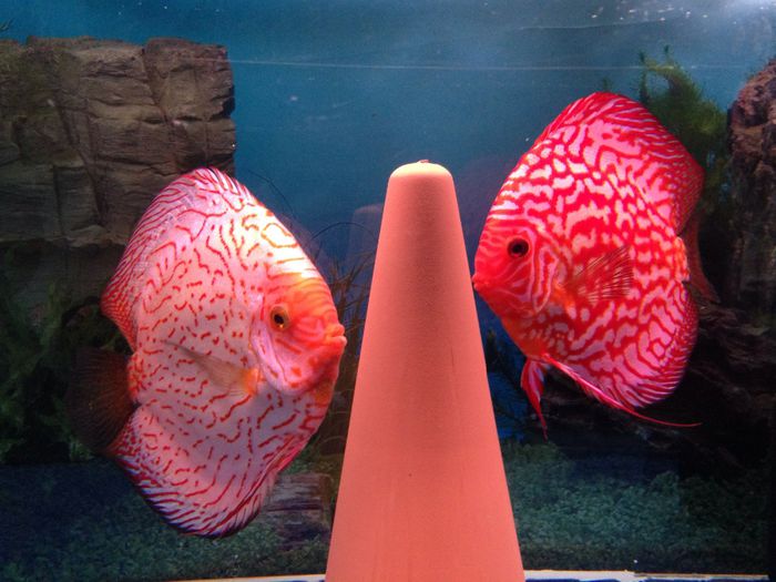 image - Discus fish