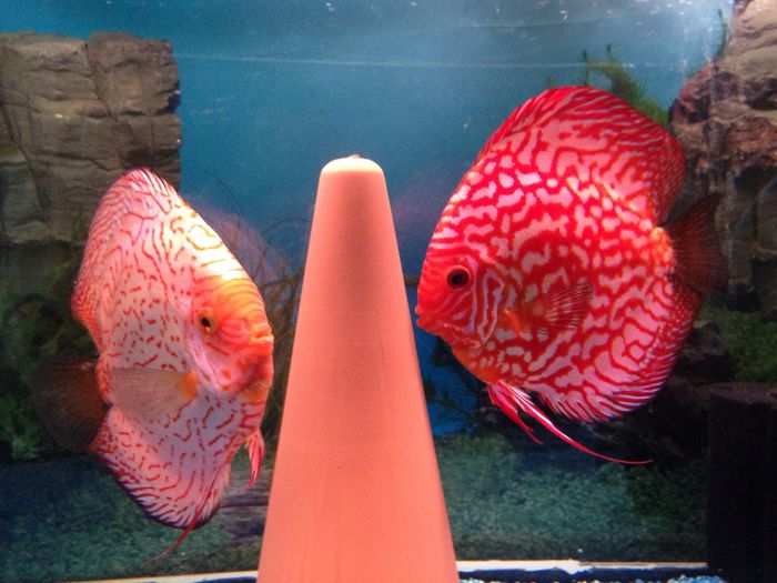 image - Discus fish