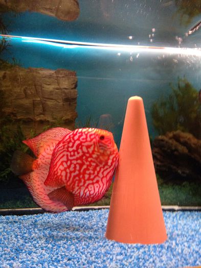 image - Discus fish