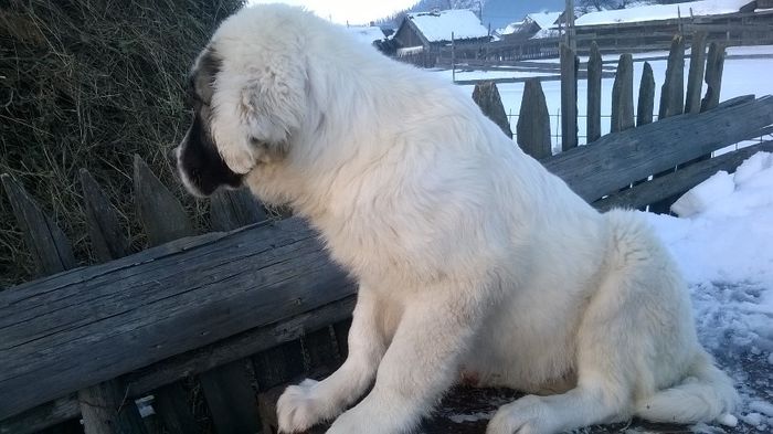 mascul 3 luni - Ciobanesc de Bucovina