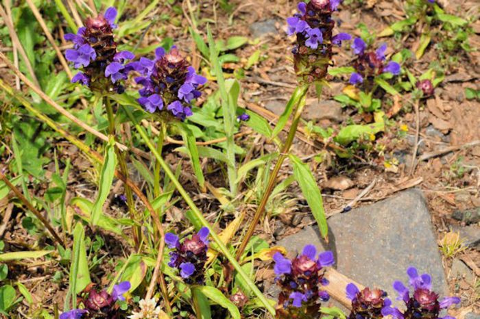 Prunella Vulgaris - 2-de vanzare 2019-2020-SEMINTE IERBURI FOLOSITOARE SI PLANTE MEDICINALE RARE