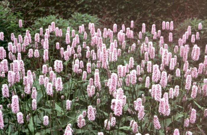 Persicaria Bistorta - 2-de vanzare 2019-2020-SEMINTE IERBURI FOLOSITOARE SI PLANTE MEDICINALE RARE