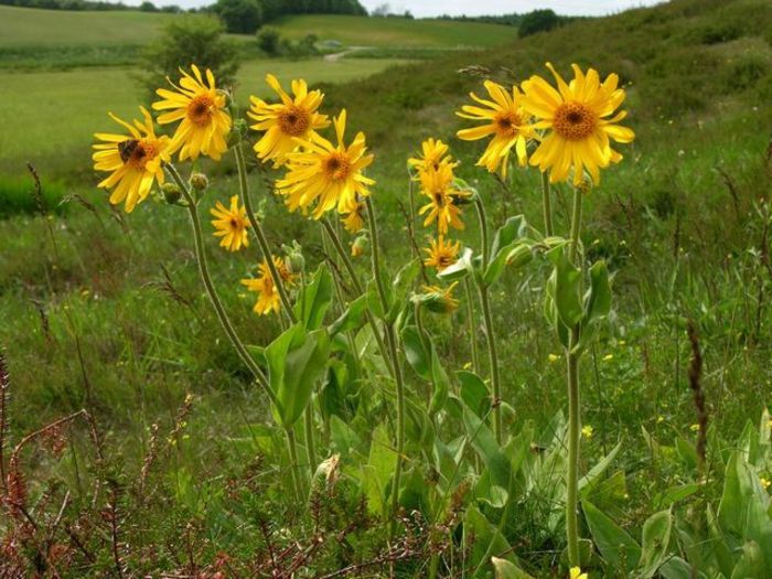 Arnica Montana - 2-de vanzare 2019-2020-SEMINTE IERBURI FOLOSITOARE SI PLANTE MEDICINALE RARE
