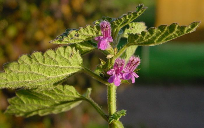 Ballota Nigra - 2-de vanzare 2019-2020-SEMINTE IERBURI FOLOSITOARE SI PLANTE MEDICINALE RARE