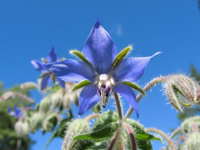 Borago Officinalis - 2-de vanzare 2019-2020-SEMINTE IERBURI FOLOSITOARE SI PLANTE MEDICINALE RARE