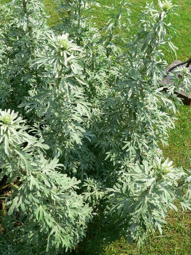 Artemisia Absinthium - 2-de vanzare 2019-2020-SEMINTE IERBURI FOLOSITOARE SI PLANTE MEDICINALE RARE