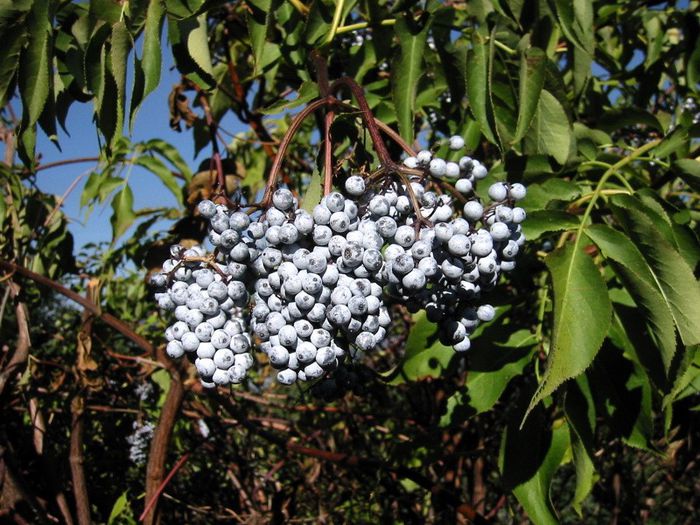 Sambucus Cerulea - 2-de vanzare 2019-2020-SEMINTE IERBURI FOLOSITOARE SI PLANTE MEDICINALE RARE