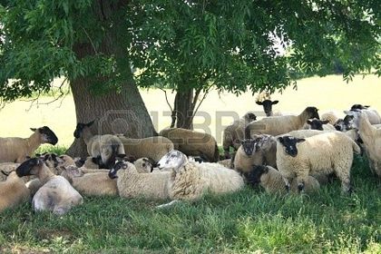 -un-sacco-di-pecora-nera-faccia[1] - suffolk