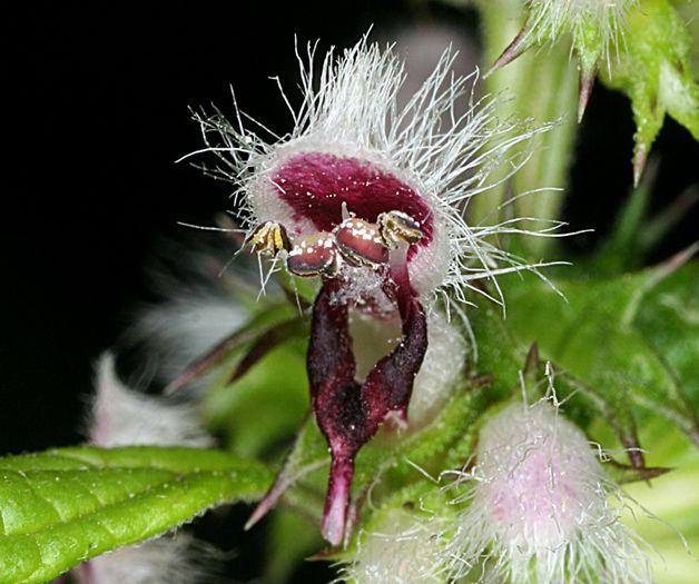 Leonurus Cardiaca - 2-de vanzare 2019-2020-SEMINTE IERBURI FOLOSITOARE SI PLANTE MEDICINALE RARE