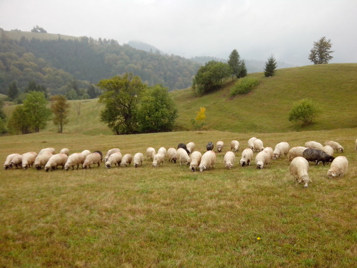 072 - toamna anului2013