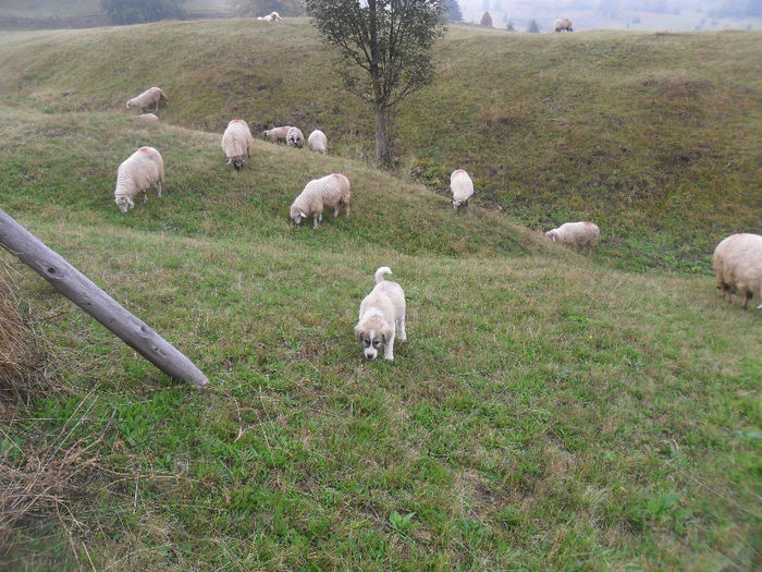 SAM_3833 - toamna anului2013