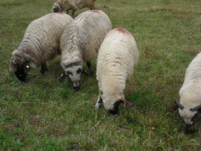 SAM_3834 - toamna anului2013