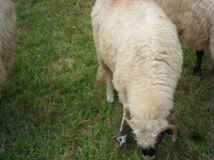 SAM_3836 - toamna anului2013