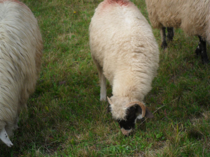 SAM_3837 - toamna anului2013