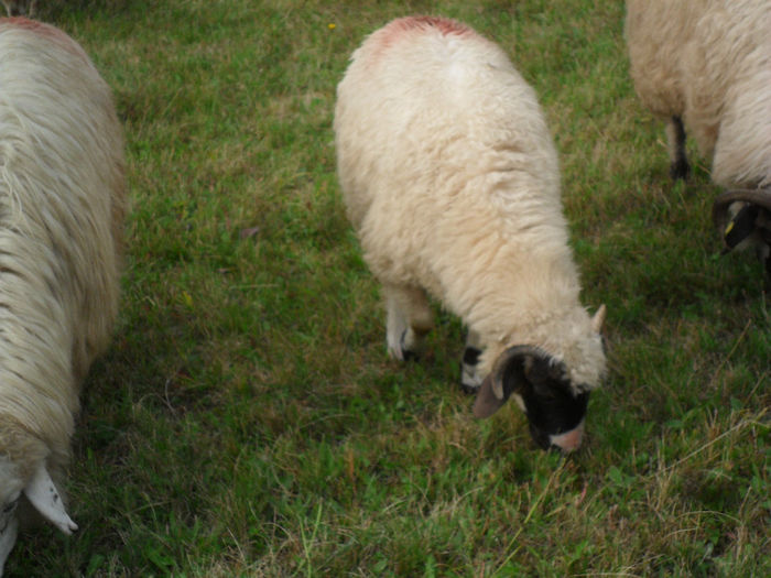 SAM_3838 - toamna anului2013