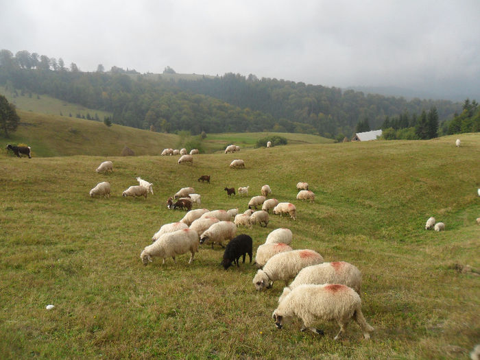 SAM_3841 - toamna anului2013