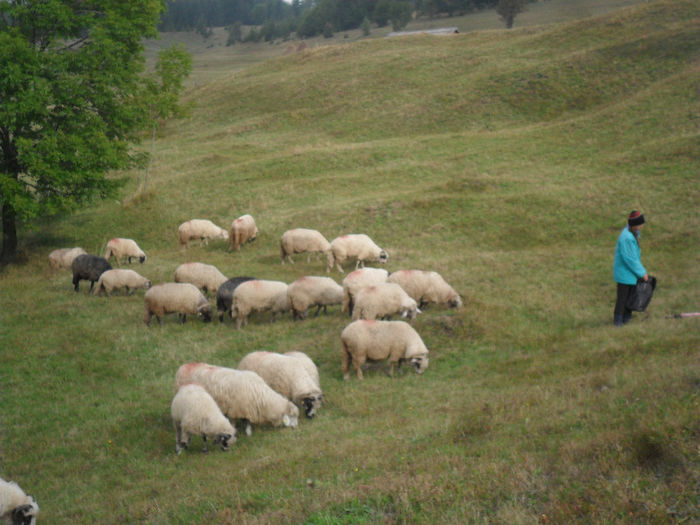 SAM_3842 - toamna anului2013