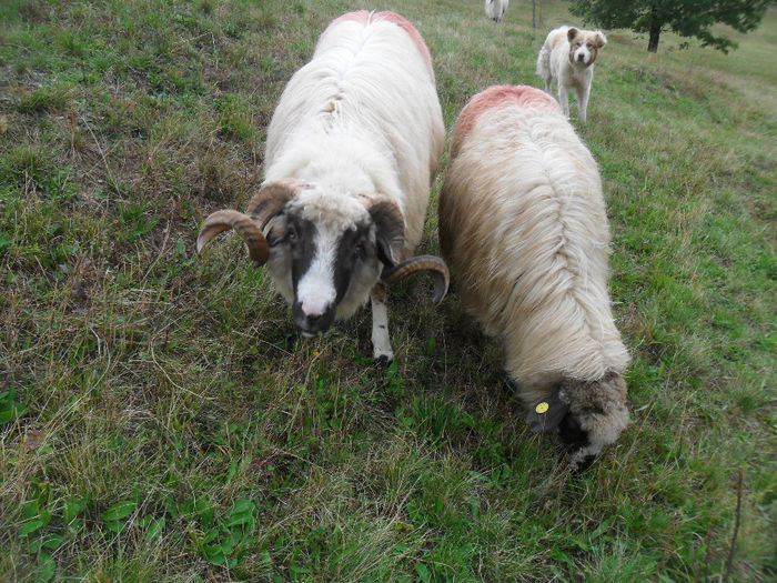 SAM_3844 - toamna anului2013