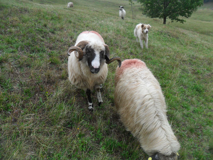 SAM_3845 - toamna anului2013