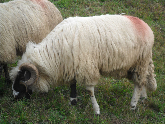 SAM_3846 - toamna anului2013