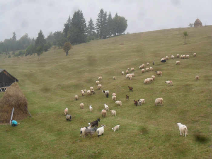 SAM_3847 - toamna anului2013