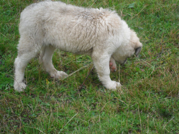 SAM_3851 - toamna anului2013