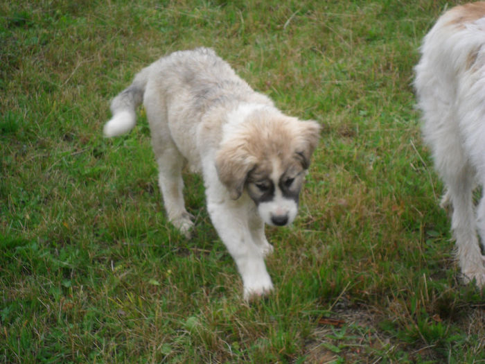 SAM_3852 - toamna anului2013