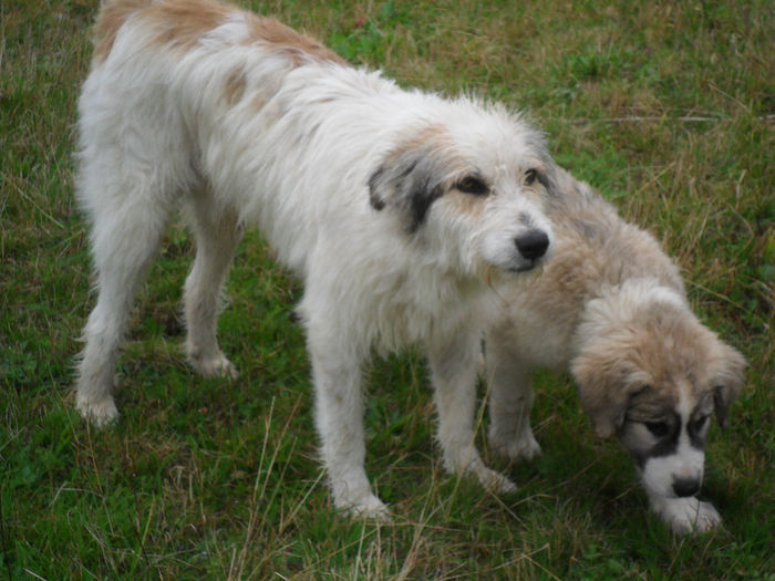 SAM_3854 - toamna anului2013